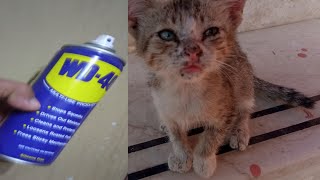 Kitten Fleas Kill Instantly Using WD40