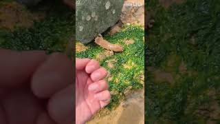 FREE Seafood Buffet After Work - Foraging Ocean Treasures at Low Tide!