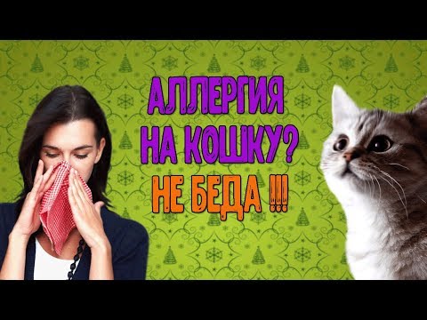 Аллергия на кошку? Есть решение! Живите со своим питомцем с радостью!