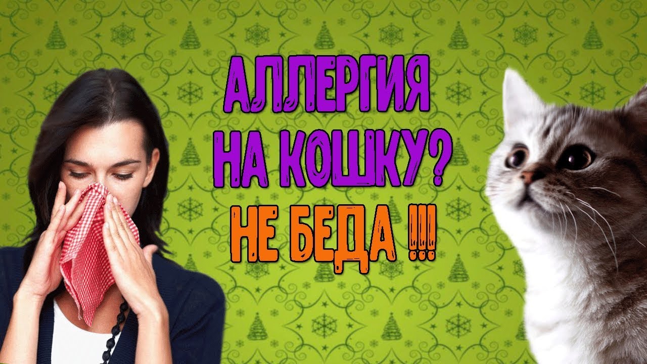 породы кошек и собак без аллергенов