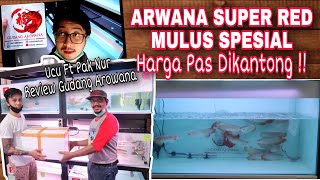 ARWANA SUPER RED SPESIAL HARGA MANTAP!! DI GUDANG AROWANA JAKARTA!
