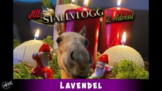 STALLVLOGG! Fölet LAVENDEL JUL pysslar💕DEL 1
