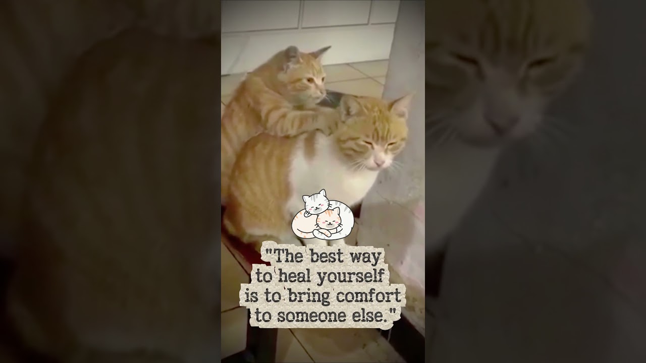 ​The Art of Comfort 