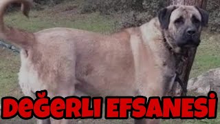 Değerli Efsanesi