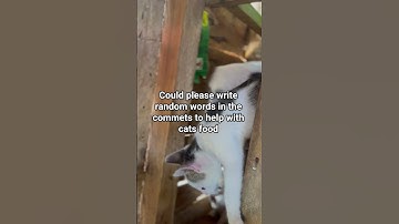 Please help with cats food donate to the link in the description. Thank you be blessed #help #sad