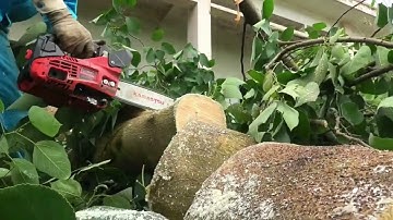 Full Video: Terrifying Cleanup! Hunter Battles Massive Yellow-Banded Python Inside Haunted House!