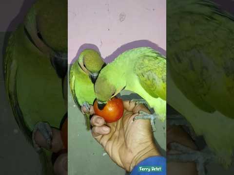 Long-Tailed Parakeet (Psittacula Longicauda) Love Tomatoes.