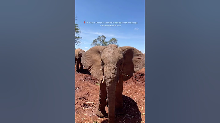 Elephant orphanage -Nairobi kenya 🇰🇪