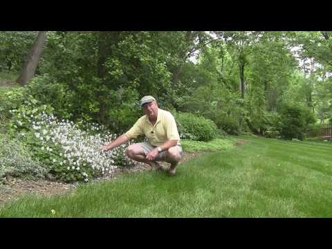 Video: Carolina Cranesbill Care: come coltivare piante di geranio della Carolina