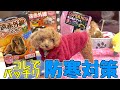 【冬必須】2mmカットになった子犬の寒さ対策！【トイプードルの子犬】