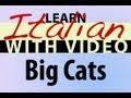Learn Italian with Video - Big Cats