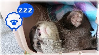 カワウソ コタロー　最高にカワイイ！ねんねの時間　Kotaro the Otter Cutest Sleeping Face