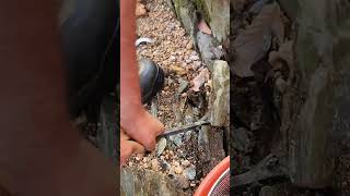 Gold Prospecting Bedrock Crevices #gold #goldpanning #goldprospecting #bedrock #goldnugget #treasure