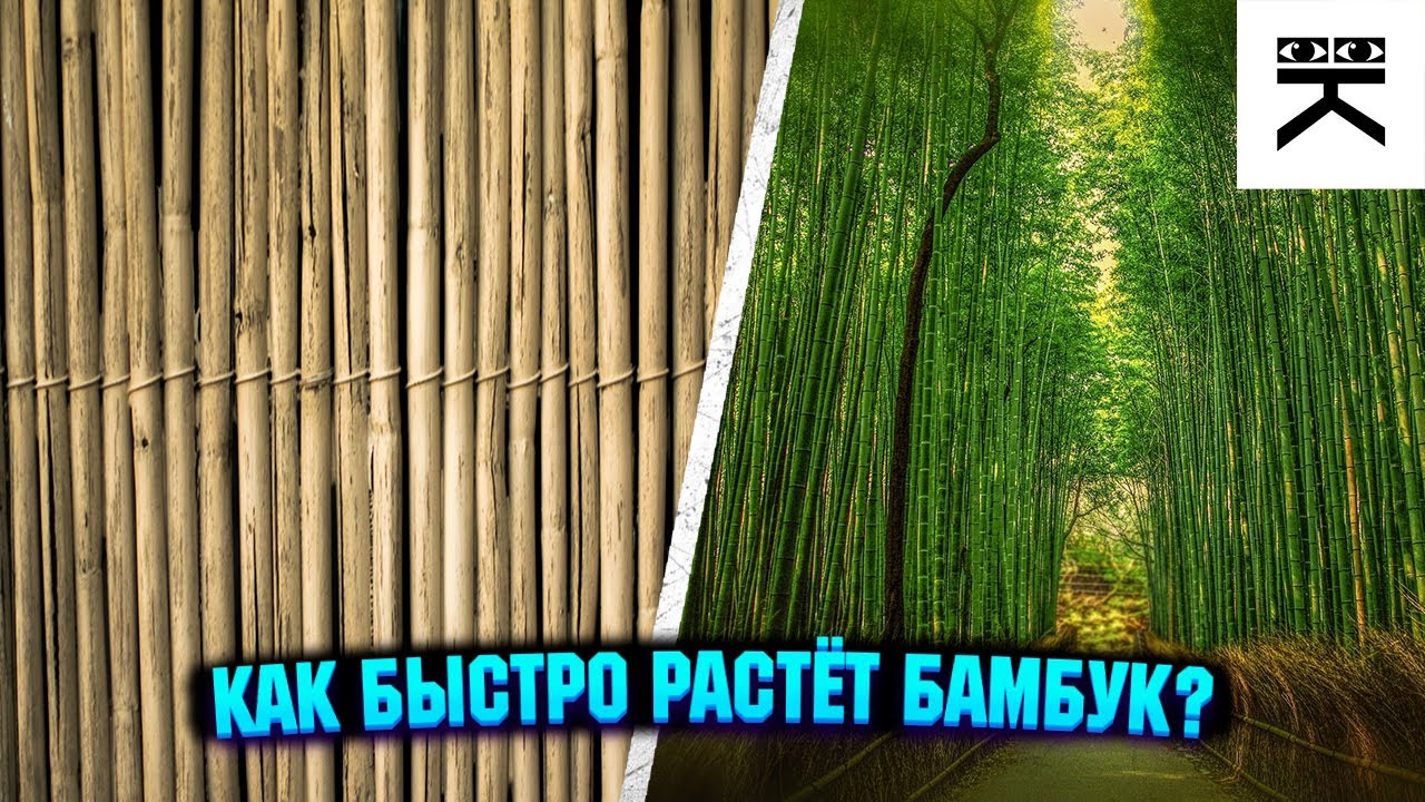 бамбук dwg. бамбук на карте рондо. скорость роста бамбука. бамбук на карте. бамбук вектор.