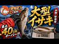 「【衝撃】40cm超え巨大イサキ乱舞!」山陰の海で巨大イサキが衝撃の釣行記 #イサキ釣り #山陰釣り #船釣り