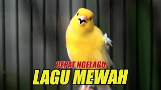 live 24#, KENARI GACOR LAGU MEWAH, MASTERAN KENARI PAUD AGAR CEPAT NGELAGU MEWAH