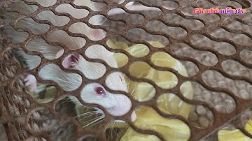 Bẫy chuột cống nhum - thăm bẫy chuột dính được chuột cống long trắng cực kỳ quý hiếm