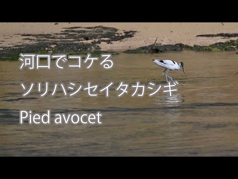 【河口でコケる】ソリハシセイタカシギ Pied avocet