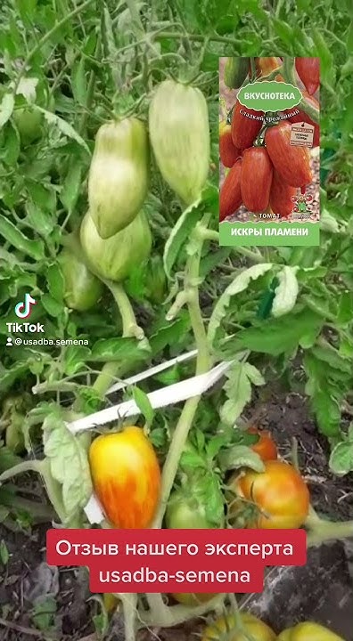 Томат Искры Пламени - самая сладкая серия томатов Вкуснотека! Отзыв ...