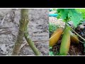 The challenge to match 2 papaya trees together |  Simple way of grafting trees