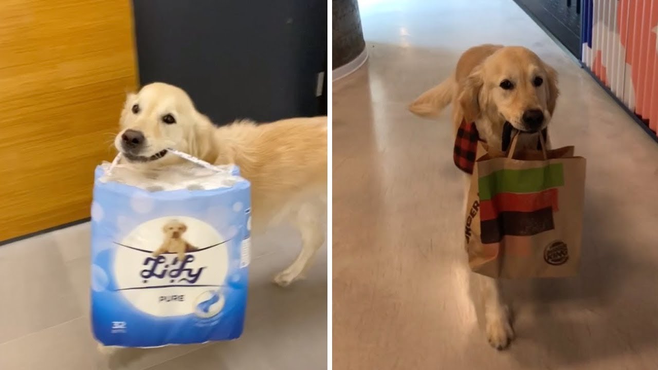 Clever Dog Walks Himself And Carries Bags YouTube