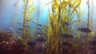 Anacapa Island - Nov 2013