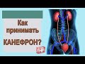 КАНЕФРОН Н при циститах и нефритах. Как принимать при воспалениях?