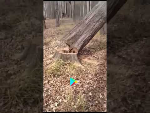 Как она там оказалась? 😱😱😱 #viral #russianmatreshka