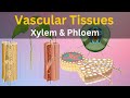 Plant Vascular Tissues Quiz
