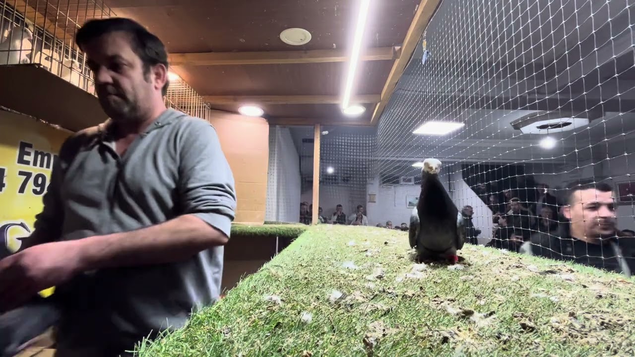 GÜVERCİN MEZATI BAYRAMPAŞA ARENA 🧿 İYİ SEYİRLER