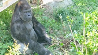 Silverback shows off his incredible power to his son.Shabani Group