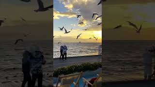 Paper Wings_181