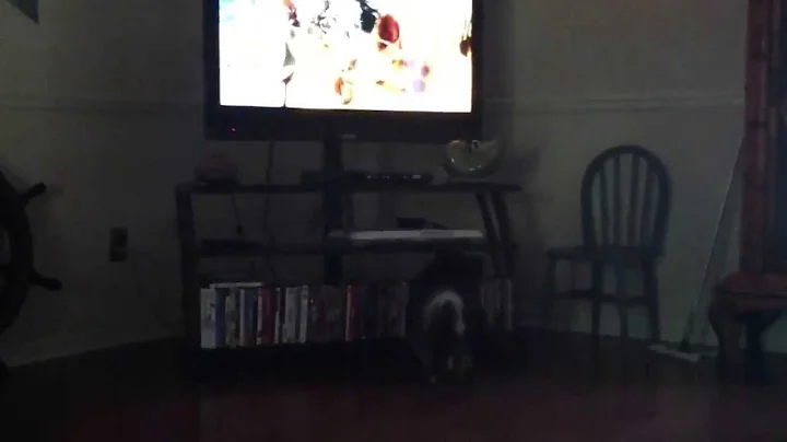 Windy watching TV. She loves anything with animals!!