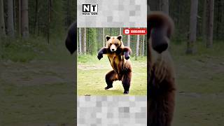 Bear Shows Off Dance Moves to the Famous Cat Dance! 🕺🐻✨ | #BearGroove #Novatoon #trending #shorts