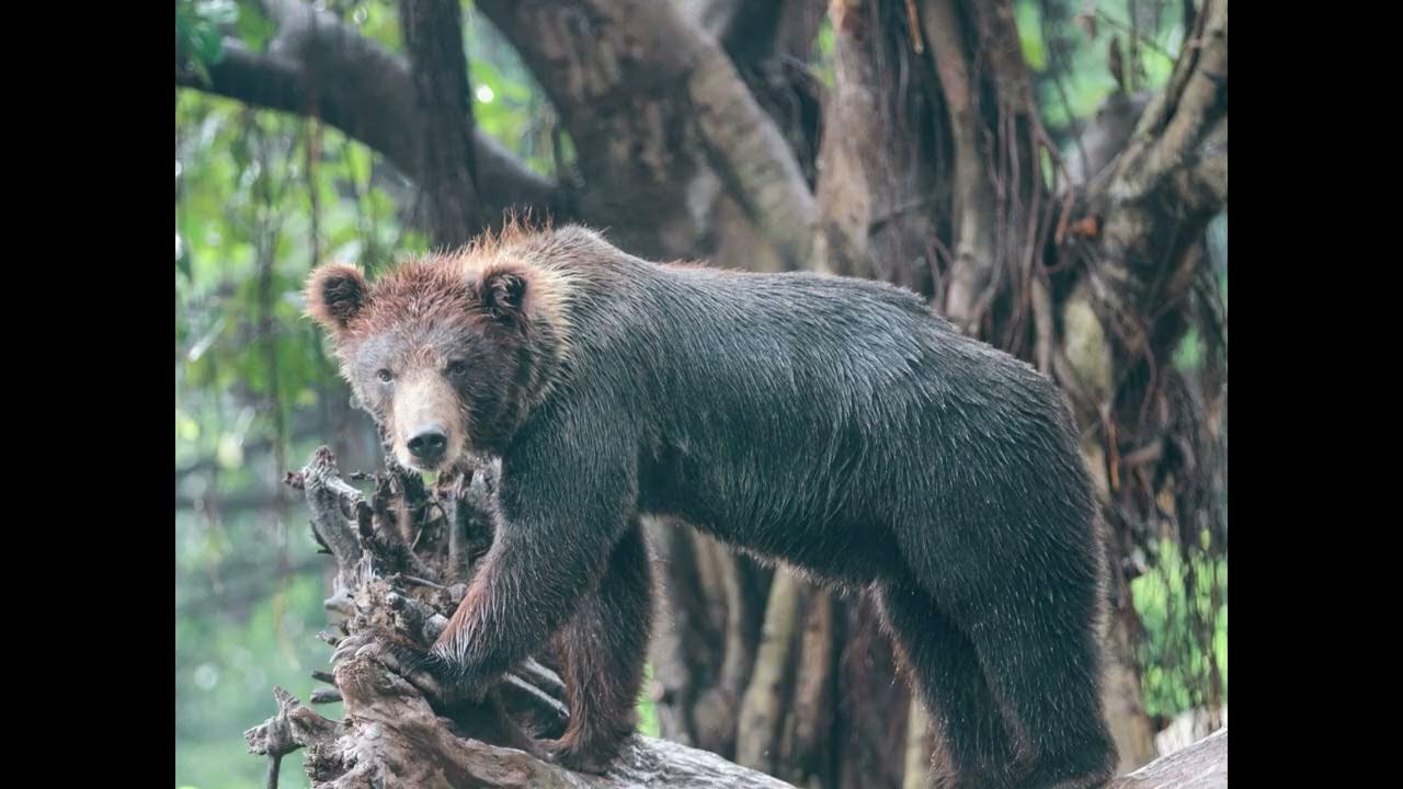 Bear Grunt Sound Effect For Video Editing YouTube bear-grunt-sound-effect-for-video-editing-youtube