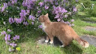 Medi Cat enjoys a long walk and some flowers