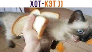 ХОТ-КЭТ ))) Приколы с котами | Мемозг 1205