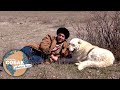 Казахский тобет. Планета собак 🌏 Моя Планета