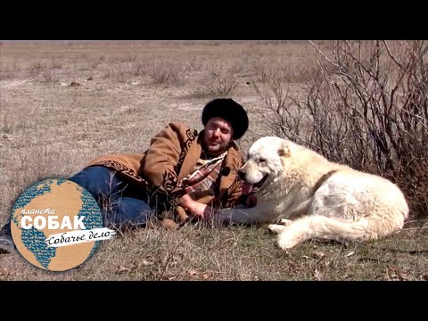 Казахский тобет. Планета собак &#55356;&#57103; Моя Планета