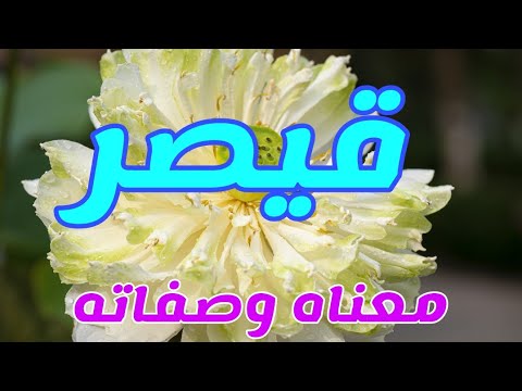 فيديو: ماذا يمثل اسم قيصر؟