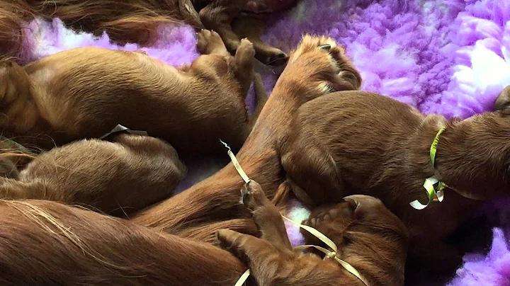 Puppies having food and dreaming