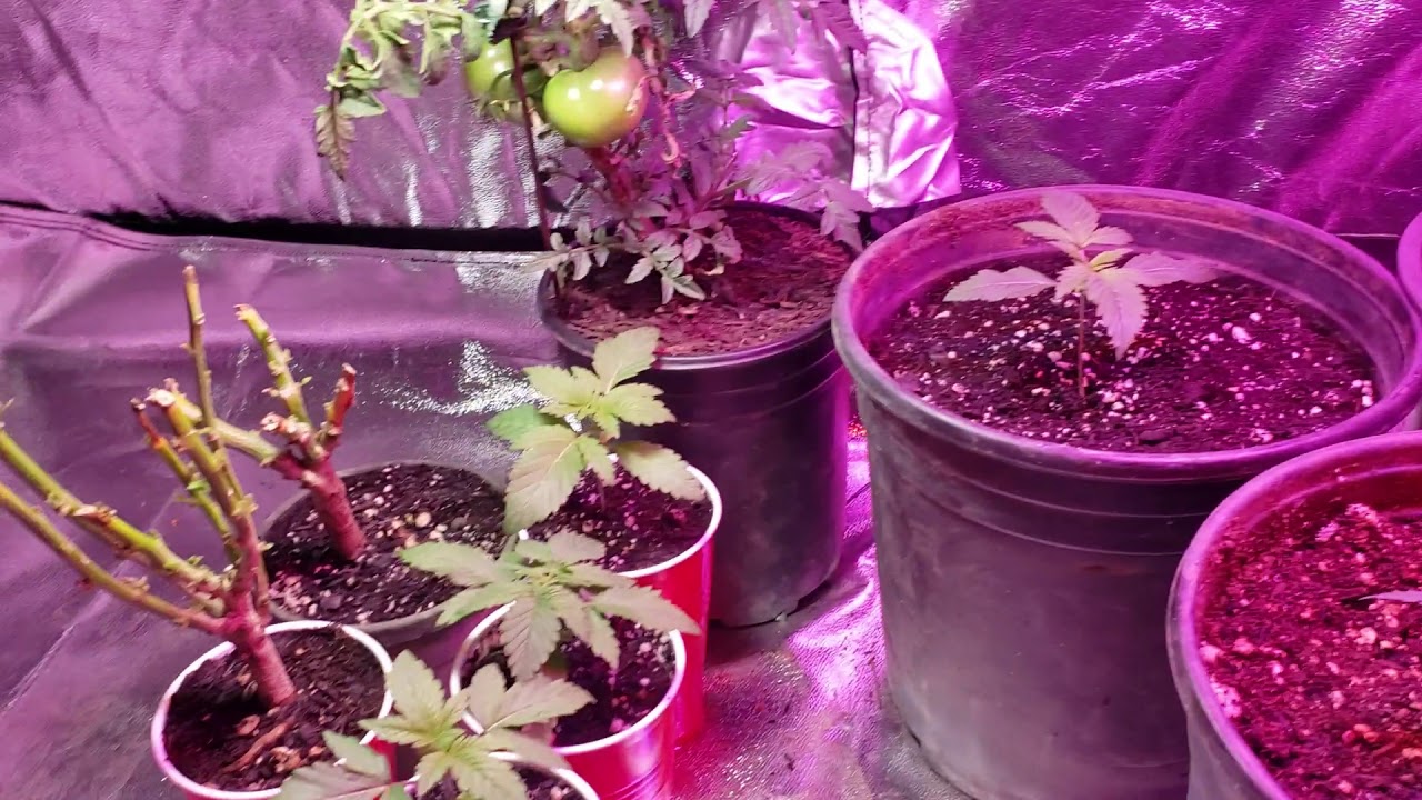 Indoor Cannabis Grow White Widow Autoflower crop king seeds Winter 2019