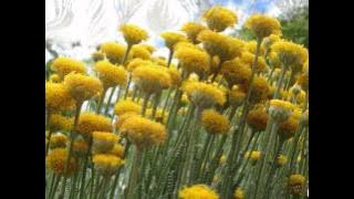 عشك اخضر... سعدي الحلي