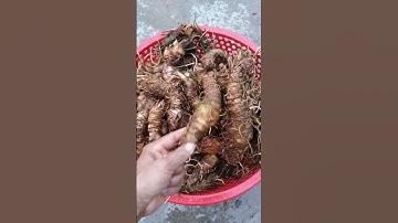 Râu hùm || zalo:0396761661