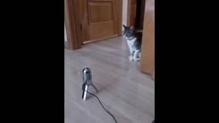 Bad guy (but sung by cats)