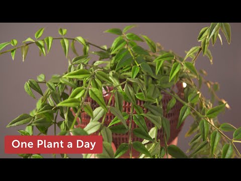 Hoya bella Houseplant Care—73 of 365