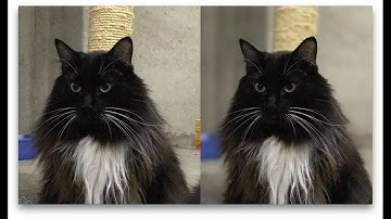 iPhone 7 Plus Portrait Mode Demo