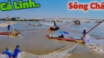 Lũ rút dữ dội Ủi Cá Linh trên sông hốt bạc mùa Cá Ra Sông