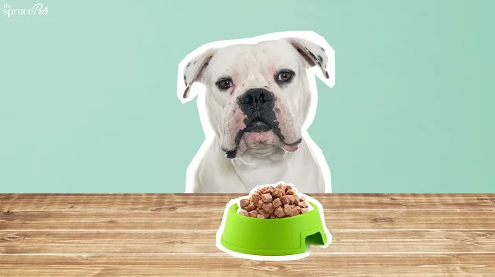 Meet the American Bulldog: A Guide to Characteristics and Care