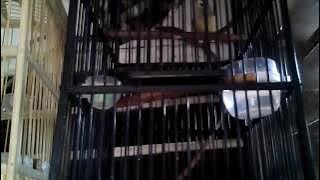 Suara Burung opior jawa sedang berantem